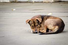 Se enfatiza su agilidad, elegancia y solidez sin ser robusto. 28 De Mayo Dia Del Perro Sin Raza Noticieros Televisa