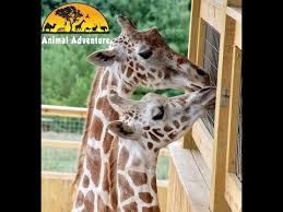 Pin On Animals Friendship