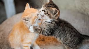 Y'all this is a great video to study to observe the body language of a very happy but also very excited cat. Wie Katzen Miteinander Spielen Auch Ohne Dich Dreamies Snacks