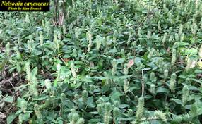 Image result for Nelsonia canescens