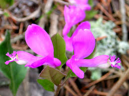 Image result for Polygala gazensis