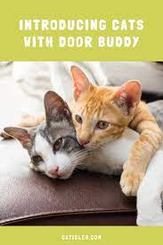 How To Introduce Cats Fast A Quick Cat Introduction Timeline Cat Facts Cat Training Cats