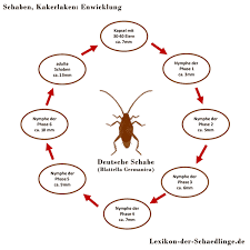 Typischerweise beginnt die infektion mit kakerlaken mit ein paar individuen, die zu den vorfahren der gesamten population werden, die in nur wenigen wochen auftritt. Deutsche Schabe Lexikon Der Schadlinge