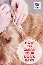 When should i clean my dog's ears? Dog Ear Wax Removal Home Remedy Off 77 Www Usushimd Com