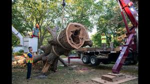 At saints tree service cleveland, your satisfaction is our highest priority. Independent Tree Tree Care Services For Northeast Ohio Since 1995
