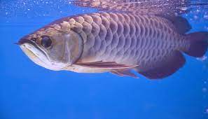 Ikan air laut mati karena proses operasi alat tangkap, saat penangkapan ikan yang mengakibatkan ikan mati dan sulit untuk menjaga agar ikan tetap hidup. Bangkai Tapi Halal Begini Penjelasannya Islampos