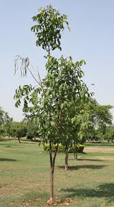 Image result for Markhamia lutea