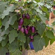 Eggplant Seeds For Sale Japanese Italian Vegetable Seeds Eggplant Seeds Vegetable Seed Vegetables
