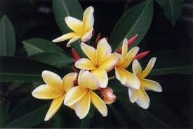 Poolside Plants A Few Do S And Don Ts Plants Plumeria Flowers Planting Flowers