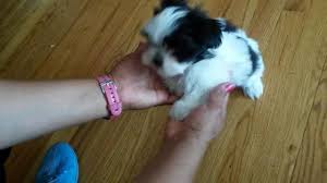 Adopt scurry a white shih tzu / mixed dog in colorado springs, co (31321338) colorado springs, co. Maltese Shih Tzu Mix For Sale In Denver Colorado Classified Americanlisted Com