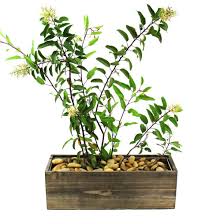 Check spelling or type a new query. Cys Excel Rectangular Decorative Planter Box With Removable Zinc Metal Liner H 5 Open 15 X5 Multiple Size Choices Wooden Rectangular Planter Indoor Decorative Window Flower Box Buy Online In Antigua And Barbuda