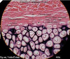 Pin By Abby Kate On Lab Final Hyaline Cartilage Cartilage Elastic