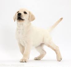 Dog Names Popular Male And Female Dog Names Unusual Dog Names Dog Names Female Dog Names