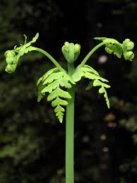 Image result for Histiopteris incisa