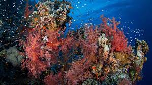 The hex codes can be found underneath each of the color swatches. Egypt Adopts Green Fins Environmental Standards To Protect Coral Reefs Oceanographic Oceanographic