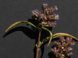 Image result for Floscopa glomerata