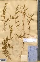 Image result for Acroceras zizanioides