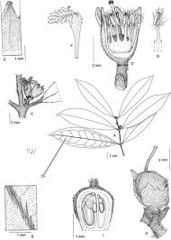 Image result for Cassipourea ndando