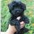 Fluffy Small Black Dog Breeds