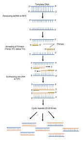 Automated preparation of pcr and qpcr reactions is the single most popular application on the opentrons platform, needed and used by hundreds of biologists worldwide. Addgene What Is Polymerase Chain Reaction Pcr