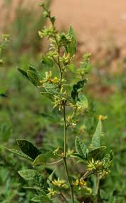 Image result for Rhynchosia procurrens