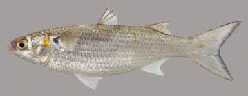 Black And White Striped Fish Florida White Mullet In 2020 Florida Fish Fish Fish Gallery