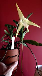 Image result for Angraecopsis parviflora