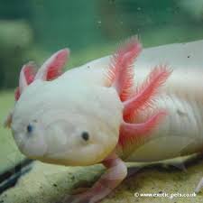 Maybe you would like to learn more about one of these? Cheap Exotic Pets Uk The Y Guide
