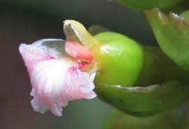 Image result for Renealmia africana