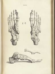 Drawing skeleton very easy and straightforward. Historical Anatomies On The Web William Cheselden Home