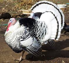 Ayam Kalkun Royal Palm Kalkun Ternak Ayam Ayam