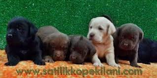 Labrador Retriever Ozellikleri Labrador Retrievers Labrador Retriever Labradors