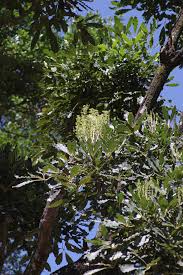 Image result for Neocussonia umbellifera