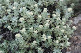 Image result for Helichrysum kirkii