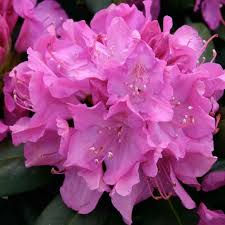 Rhododendron Roseum Elegans I 2020 Vackra Blommor Blommor Lila Rosor
