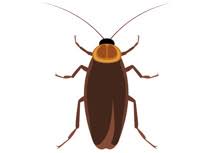 Image result for clip art of bugs