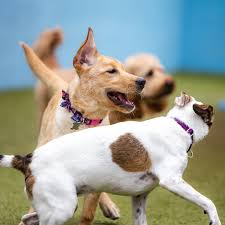 We realize that your dog is a furry member of your family and they deserve the highest level of quality care. Dog Socialization How Doggy Daycare Helps Lucky Dog Bark Brew