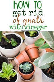 How To Get Rid Of Gnats With Vinegar How To Get Rid Of Gnats Plant Pests Gnats In House Plants