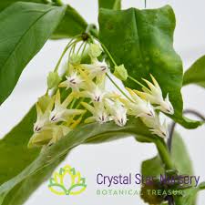Image result for hoya multiflora