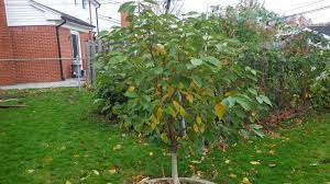Maybe you would like to learn more about one of these? White Gold Sweet Cherry Kgb Pruned General Fruit Growing Growing Fruit