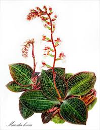 Image result for Malaxis katangensis