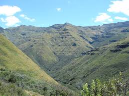 Image result for Dichilus reflexus