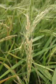 Image result for Oryza