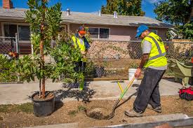But sometimes a weak tree or a tree planted in a windy site will need to be staked for early tree care. 8 Steps To Plant A Tree Canopy Canopy