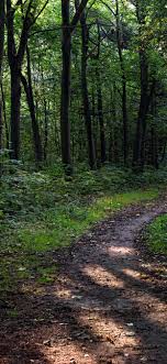 Hd & 4k quality wallpapers free to download many to choose from. Trees Path Forest Nature 1242x2688 Iphone 11 Pro Xs Max Wallpaper Background Picture Image