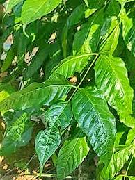 Image result for Azadirachta