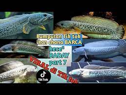 Jun 15, 2021 · bermula dari keisengan karena bosan, maurish akhirnya memilih mengunduh aplikasi tiktok dan membuat konten di sana. Kumpulan Tik Tok Ikan Chana Part8 Spesial Ikan Chana Barca Yg Lagi Viral Youtube