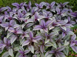 Image result for Strobilanthes