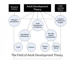 Theory Adult Development
