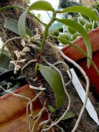 Image result for Diaphananthe bidens